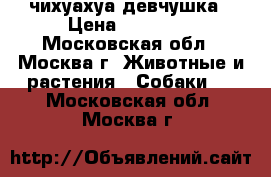 чихуахуа девчушка › Цена ­ 10 000 - Московская обл., Москва г. Животные и растения » Собаки   . Московская обл.,Москва г.